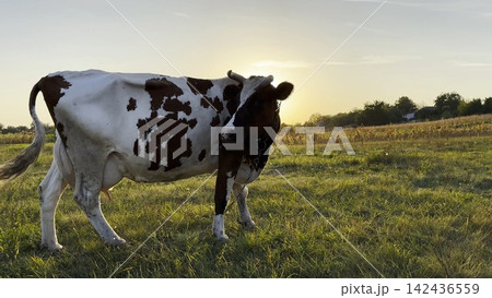 Milk cow pasturing at green lawn at beautiful sunset. Cute friendly animal grazing in meadow on summer day. Beautiful scenic landscape at background. Farming concept. Slow motion 142436559