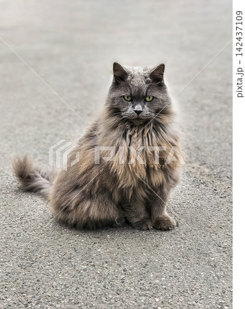 Full Body Portrait of Fluffy Grey Domestic Cat with Green Eyes Sitting on Pavement 142437109