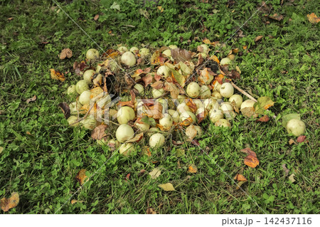 Pile of Windfall Green Apples Mixed with Autumn Leaves on Grass Pile of Windfall Green Apples Mixed with Autumn Leaves on Grass 142437116