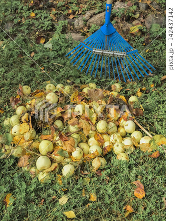 Orchard Pest Control and Disease Prevention by Raking Fallen Windfall Apples Orchard Pest Control and Disease Prevention by Raking Fallen Windfall Apples 142437142