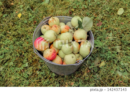 Fresh Harvested Apples in Zinc Bucket as Cooking Ingredients for Autumn Recipes Fresh Harvested Apples in Zinc Bucket as Cooking Ingredients for Autumn Recipes 142437143