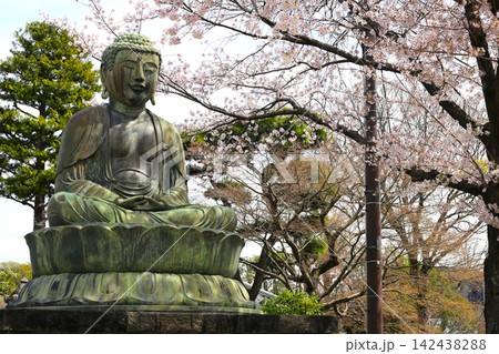 護国寺大仏と桜 護国寺大仏と桜 142438288