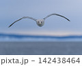流氷の上を飛ぶカモメ 142438464
