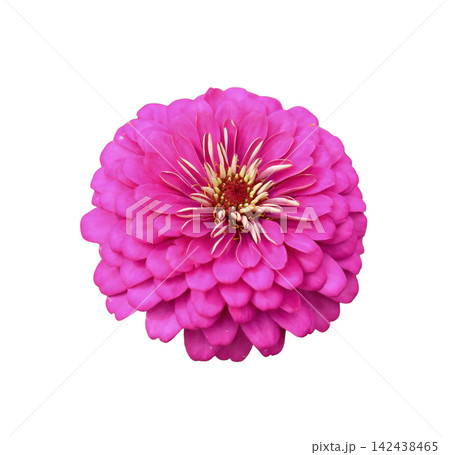 Pink zinnia flower isolated on white background 142438465