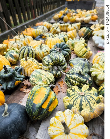 Pumpkin Parade: Colorful pumpkins displayed for sale or decoration Pumpkin Parade: Colorful pumpkins displayed for sale or decoration 142438614