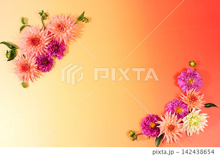 Autumn still life with seasonal flowers dahlias ,Sunny greeting card featuring beautiful dahlias, an abstract floral arrangement, , background and banner for the screen. A minimalist holiday concept. 142438654