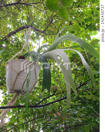 ビカクシダ ホワイトホーク 5号 コウモリラン ハンギングプランツ 木漏れ日 マクラメ 観葉植物 142438737