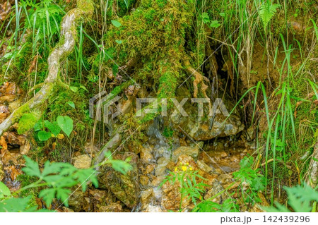苔むした木の根と澄んだ清流が織りなす大自然の神秘的な森の風景 苔むした木の根と澄んだ清流が織りなす大自然の神秘的な森の風景 142439296
