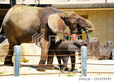 国内初繁殖のマルミミゾウ親子 安佐動物公園のメイとアオ 国内初繁殖のマルミミゾウ親子 安佐動物公園のメイとアオ 142439349