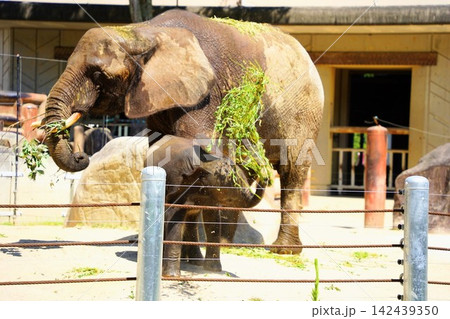 国内初繁殖のマルミミゾウ親子 安佐動物公園のメイとアオ 国内初繁殖のマルミミゾウ親子 安佐動物公園のメイとアオ 142439350