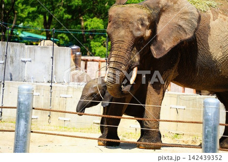国内初繁殖のマルミミゾウ親子 安佐動物公園のメイとアオ 国内初繁殖のマルミミゾウ親子 安佐動物公園のメイとアオ 142439352