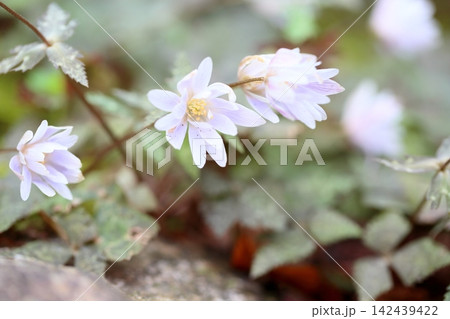 優雅　ユキワリイチゲの花 142439422