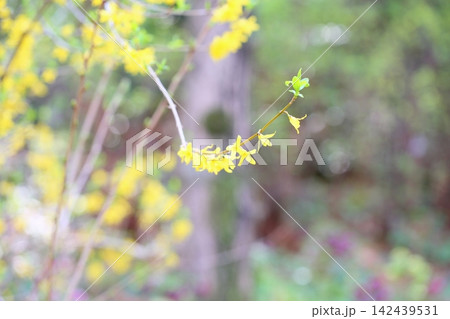 春を呼ぶ レンギョウの花 春を呼ぶ レンギョウの花 142439531