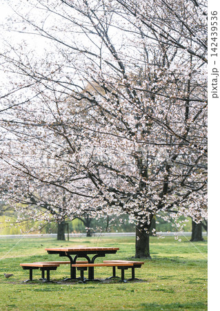 雨の日に咲き誇る舎人公園の桜並木と青々とした芝生（東京都足立区） 142439536