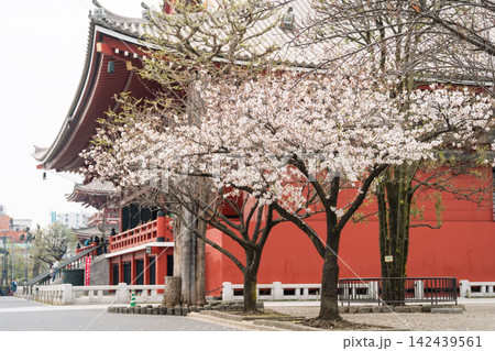 浅草寺と桜（満開の春） 142439561