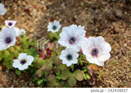 爽やか アネモネ フルゲンスの花 爽やか アネモネ フルゲンスの花 142439837