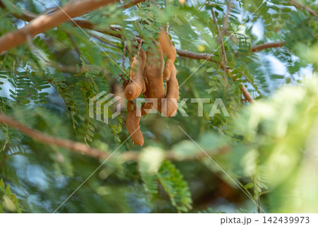 Ripe brown tamarind pods hanging naturally from tree among fresh green leaves showing tropical fruit growth harvest agriculture organic food cultivation 142439973