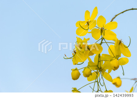 Bright yellow golden shower flowers blooming slender branches against clear blue sky fresh tropical beauty generous copy space 142439993