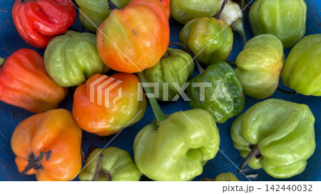 Close up view of freshly harvested green, orange, and red chili peppers resting together in a blue container. Close up view of freshly harvested green, orange, and red chili peppers resting together in a blue container. 142440032