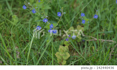 Blue Wildflowers Blooming in Green Grass Field 142440436