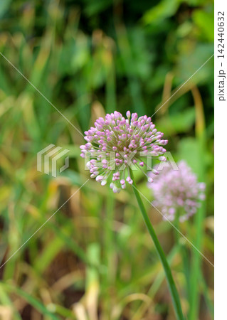 Purple Thistle Flowers in Meadow Purple Thistle Flowers in Meadow 142440632