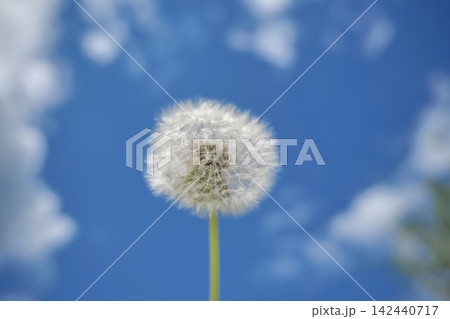 Dandelion seed head against blue sky Dandelion seed head against blue sky 142440717