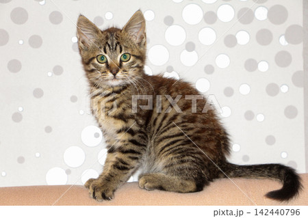 Tabby Kitten Sitting on Sofa Against Polka Dot Wall Tabby Kitten Sitting on Sofa Against Polka Dot Wall 142440796