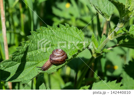Snail crawling on green nettle leaf in sunlight Snail crawling on green nettle leaf in sunlight 142440810