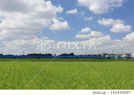 一面に青田の広がる夏の風景 一面に青田の広がる夏の風景 142440897
