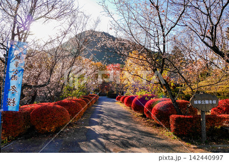 秋の城峰山と冬桜 秋の城峰山と冬桜 142440997