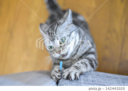 ソファーの隙間から出した棒で遊ぶ猫 ソファーの隙間から出した棒で遊ぶ猫 142441020
