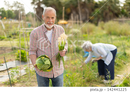 Senior man peasant family collects cabbage green onion harvest Senior man peasant family collects cabbage green onion harvest 142441225