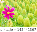 コスモスとコキアが彩る秋の自然風景 142441397