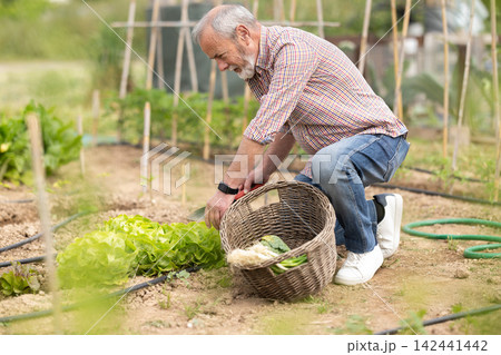Senior man spends time in garden, taking care of plants Senior man spends time in garden, taking care of plants 142441442