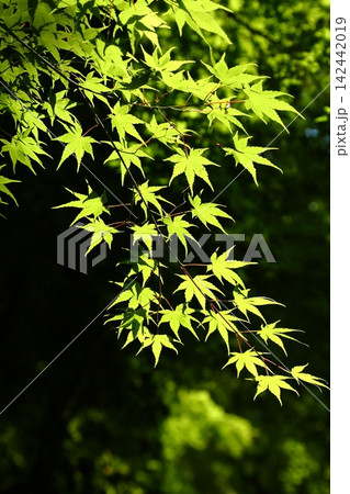 金剛輪寺の新緑 金剛輪寺の新緑 142442019