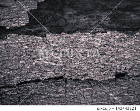Detailed close-up texture of cracked grey tree bark with deep natural grooves. 142442121