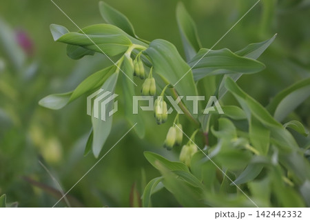 アマドコロの花 アマドコロの花 142442332