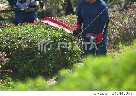 植木職人 エンジンバリカンで刈込作業風景 植木職人 エンジンバリカンで刈込作業風景 142442373