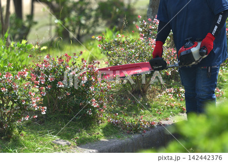 植木職人　エンジンバリカンで刈込作業風景 142442376