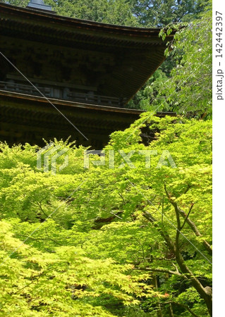 金剛輪寺 新緑の三重塔 金剛輪寺 新緑の三重塔 142442397
