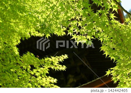 金剛輪寺 新緑の三重塔 金剛輪寺 新緑の三重塔 142442405