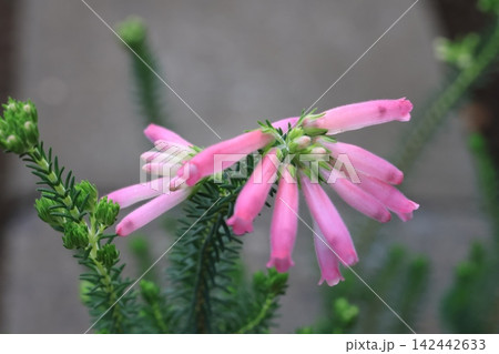 クローズアップ撮影したエリカの花 142442633