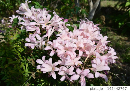 淡いピンクの花咲くタヌキノカミソリ 淡いピンクの花咲くタヌキノカミソリ 142442767