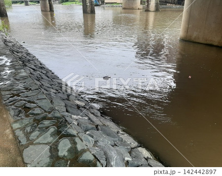 増水した川 川のゴミ 増水した川 川のゴミ 142442897