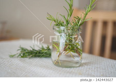 Fresh Rosemary Sprigs in Glass Jar on Linen Tablecloth Rustic Kitchen Still Life With Culinary Herb 142443027