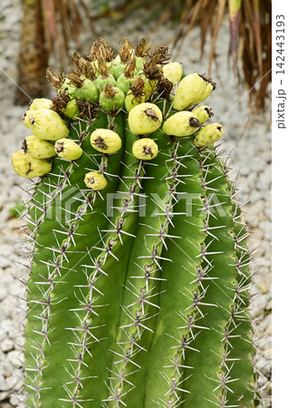 *Pachycereus pecten-aboriginum* is a Mexican cactus species known as "old man's comb" or "Indian comb." 142443193