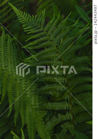 Green fern leaves close up in a woodland setting during daylight hours Green fern leaves close up in a woodland setting during daylight hours 142443497