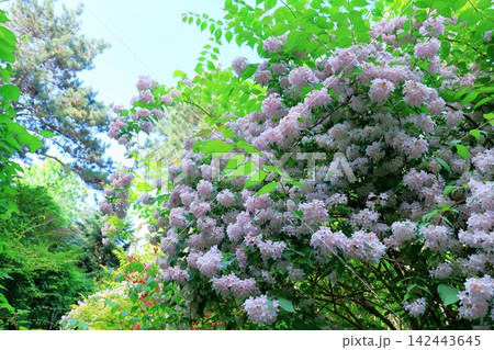 北海道紀行　　　6月の真鍋庭園　　　春の真鍋庭園 142443645