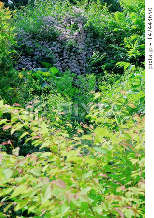 北海道紀行　　　6月の真鍋庭園　　　春の真鍋庭園 142443650