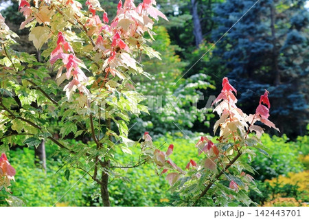北海道紀行 6月の真鍋庭園 春の真鍋庭園 北海道紀行 6月の真鍋庭園 春の真鍋庭園 142443701